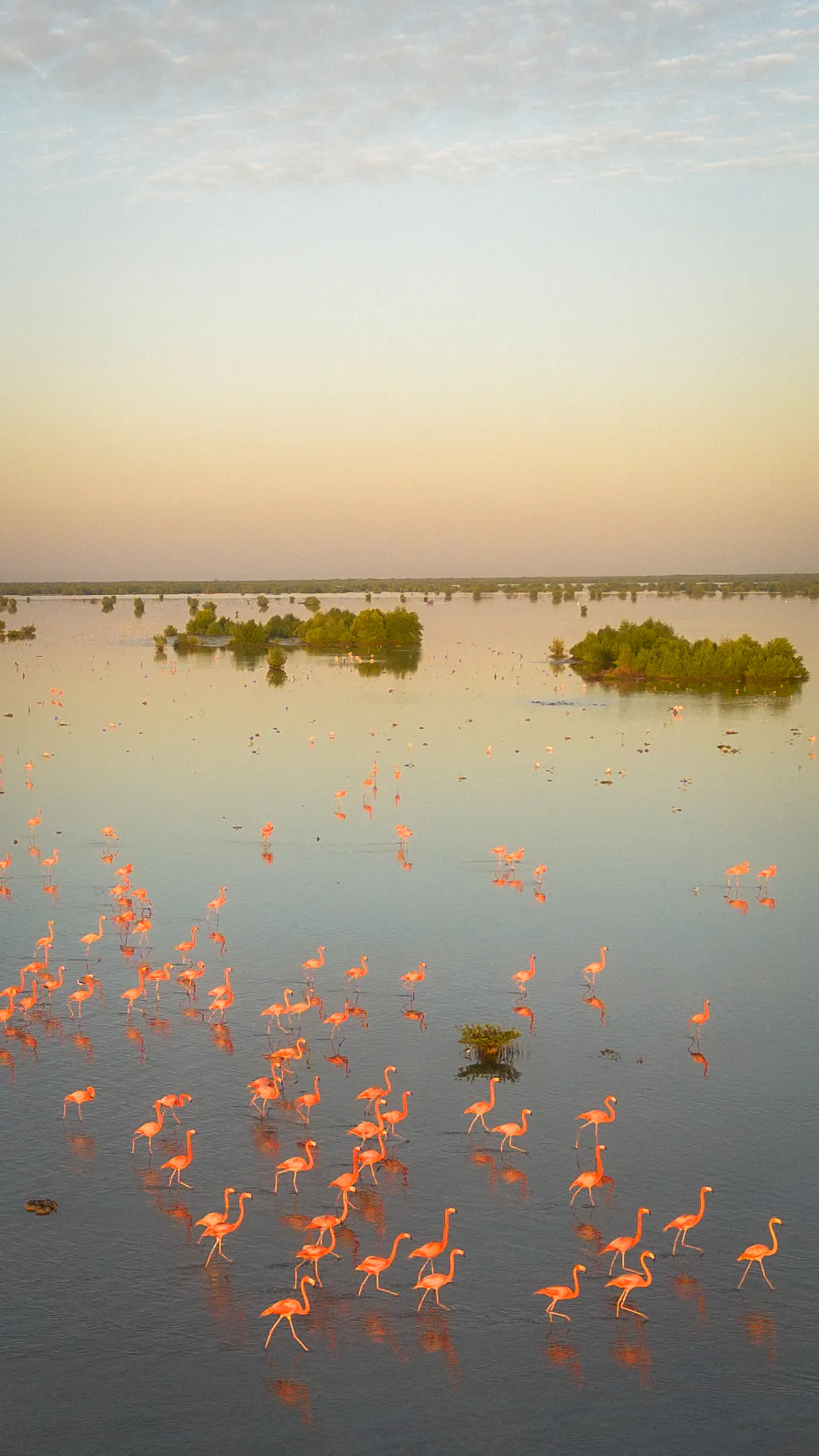 Flamingos wading through shallow water toward mangrove islands at dusk in Aux-Sources, Haiti.